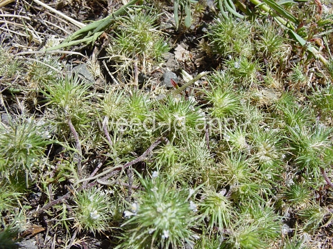 navarretia, needle-leaf
